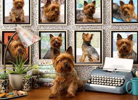 Yorkies are my Type - Dog - pets, animal, dogs, beautiful, photography, canine, photo, wide screen