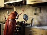 Cockroach Cook