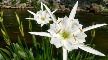 Cahaba Lillies - white, lilies, nature, Flowers