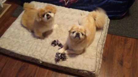 Sweet, sweet boys! - dogs, cute, fluffy, pekingese