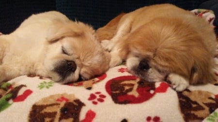 Nap time is awesome! - cute, Pekingese, fuzzy, sleepy