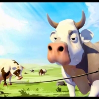 Funny Cows