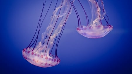 Jellyfish - jellyfish, summer, blue, underwater, pink