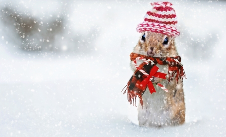 Merry Christmas! - red, chipmunk, animal, squirrel, winter, hat, craciun, christmas