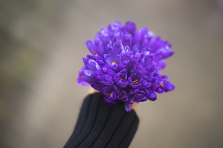 Crocuses - hand, purple, spring, flower, crocus, pink