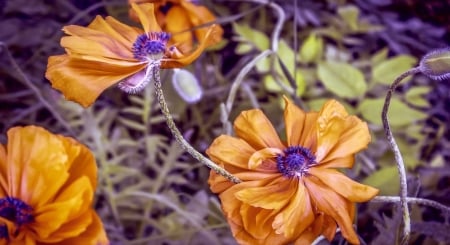 Flowers - summer, orange, flower, purple