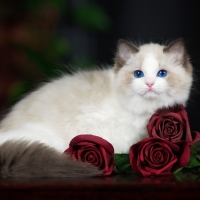 Kitten