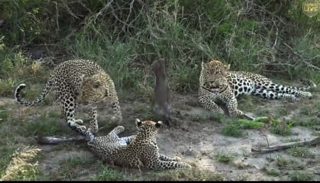 leopards - group, cats, leopard, nature