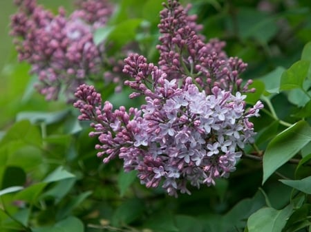 PURPLE LILACS - PURPLE, LILACS, FLOWERS, PRETTY