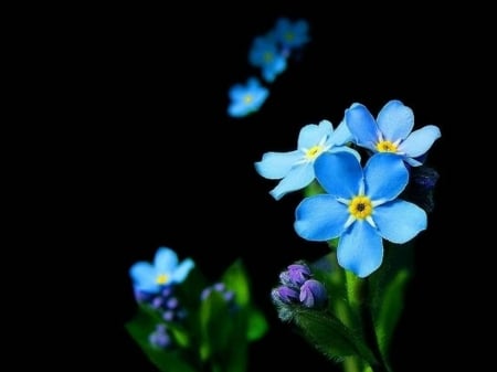 FOR GET ME NOTS - image, flowers, pretty, blue