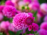 PINK DAHLIAS