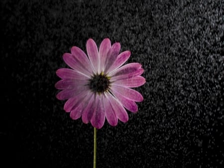 AFRICAN DAISY - IMAGE, FLOWER, AFRICAN, DAISY