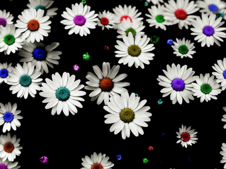 WHITE DAISIES - white, flowers, pretty, daisies