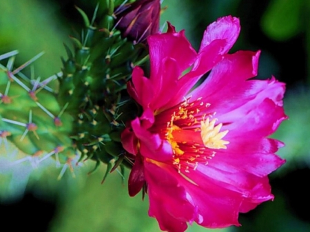 CACTUS FLOWER - CACTUS, FLOWER, PINK, PRETTY