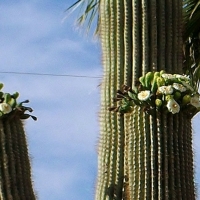 SAGUARO CACTUS