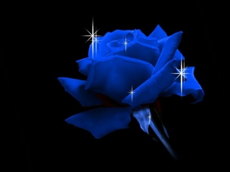 BLUE ON BLACK - image, rose, blue, flower