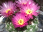 FLOWERING CACTUS