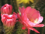 CACTUS FLOWERS