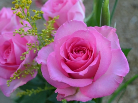 PRETTY PINK ROSES - ROSES, PINK, FLOWERS, PRETTY