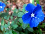 BLUE FLOWERS