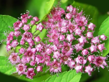 SPRING BLOSSOMS - BLOSSOMS, SPRING, FLOWERS, PRETTY