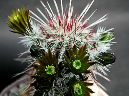 GREEN CACTUS FLOWERS - CACTUS, FLOWERS, GREEN, PRETTY