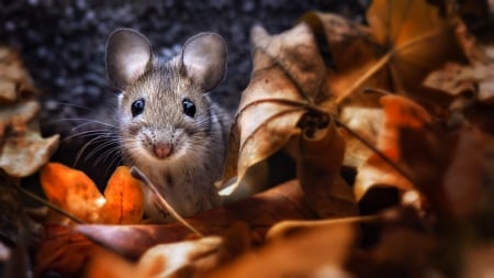 Mouse - soricel, animal, rodent, leaf, mouse, orange, autumn