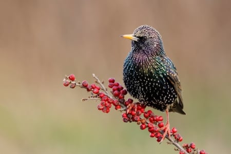 Starling - red, berry, pasare, bird, fruit, black, graur, starling