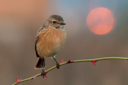 Bird - red moon, bokeh, bird, pasare