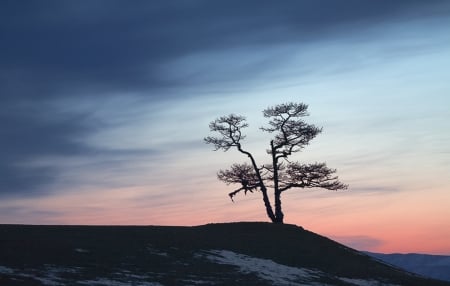 Magical Sky - nature, tree, amazing, sunset