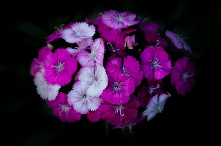 Still Life - flower, still life, purple, beautiful