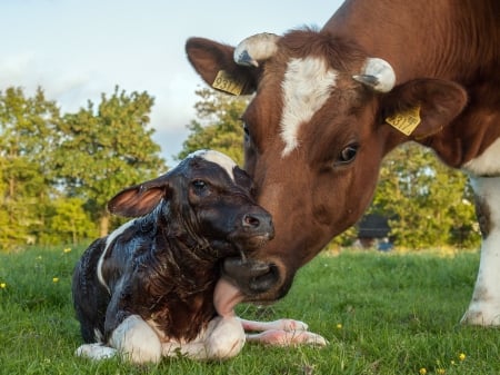 New Born Frisian Red White Calf - Red, Calf, Cows, White, Mother, Baby