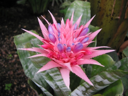 AECHMEA FASCIATA