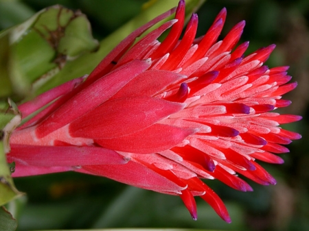 BILLBERGIA PYRAMIDALIS - PLANT, FLOWER, BROMELIAD, PRETTY