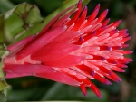 BILLBERGIA PYRAMIDALIS