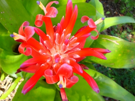 PRETTY BROMELIAD - PLANT, FLOWER, BROMELIAD, PRETTY