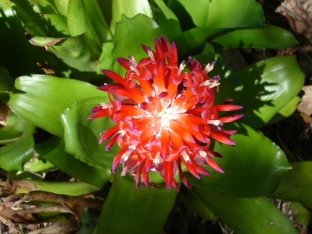 BROMELIAD FLOWER - bromeliad, flower, pretty, plant