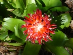 BROMELIAD FLOWER