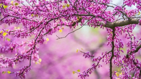 First Spring Blossoms - plum blossoms, spring, fragrant, sakura, blossoms, pink, leaves, flowers, cherry blossoms, firefox persona theme