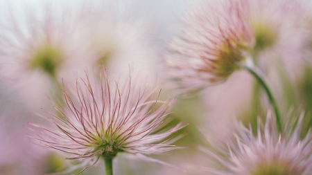 Pasque Flowers