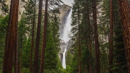 Yosemite - trees, America, USA, landscape, Forest, forest, tree, US, California, nature, Yosemite