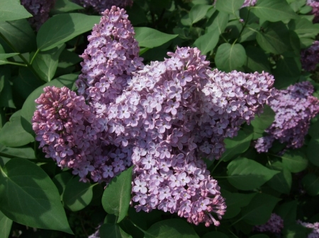 PRETTY LILACS - flowers, purple, pretty, lilacs