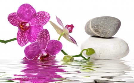 Orchid - spa, flowers, stones, orchid