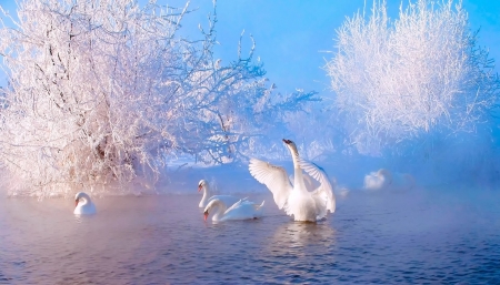 Swan couple - winter, water, pond, swsns