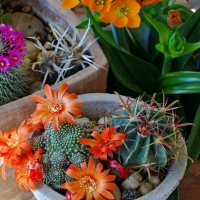 PRETTY CACTI