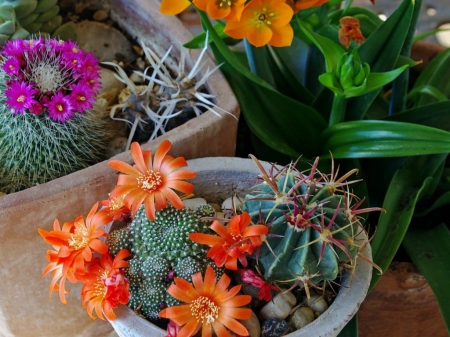 PRETTY CACTI