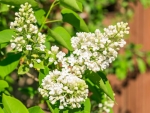 WHITE LILACS