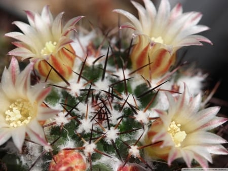 Cactus blossoms - cactus, nature, thorns, blossoms, plants