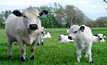 British White Cows In Texas - Animals, British, Texas, Cows, White