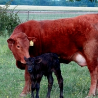 Red Cow And Newborn Baby Calf